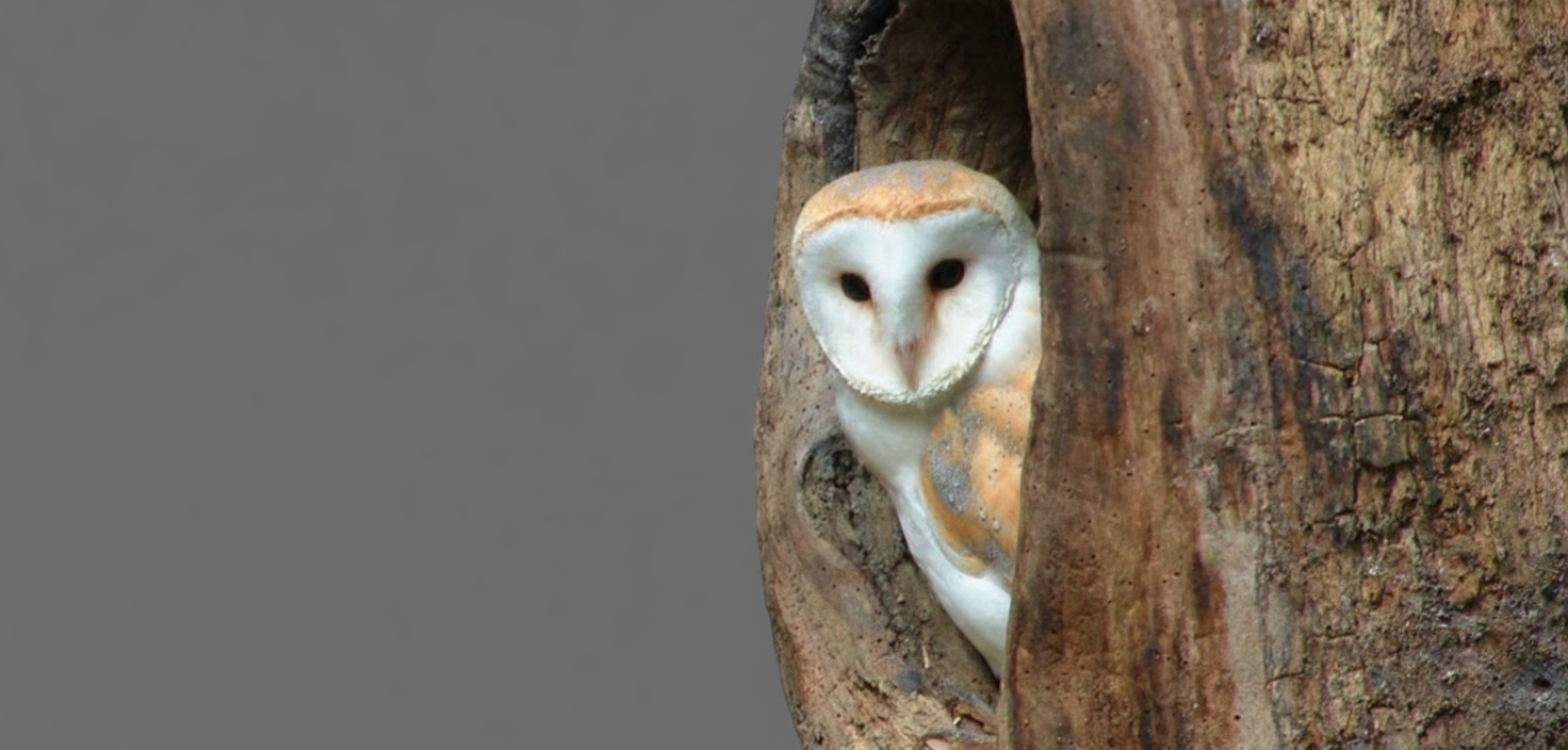 Owls Hunt in Total Darkness